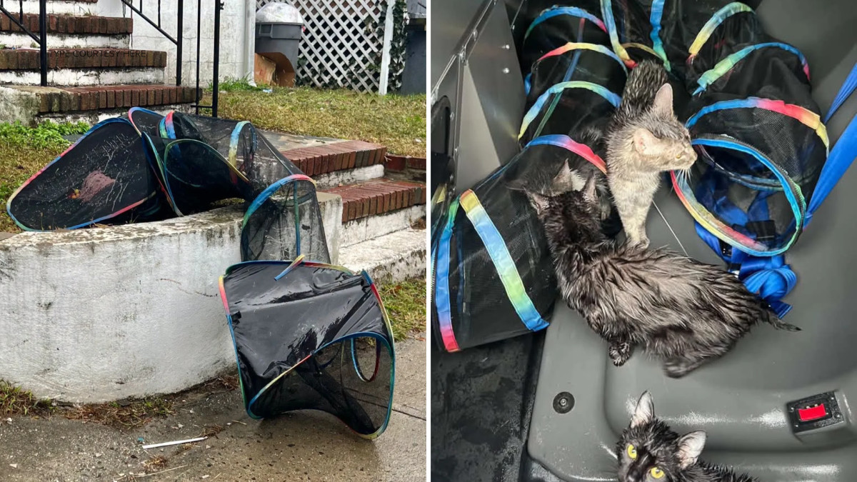 Four kittens left in a mesh tunnel during a storm now all have homes in New Jersey