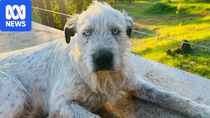 Missing dog owner offered $10,000 reward, then got a suspected AI photo of his own pet in a cage