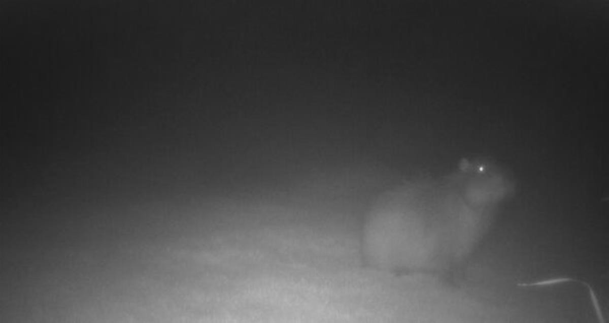 Zoo Left Treats for Its Escaped Capybara, Then a Camera Caught Her Coming Back