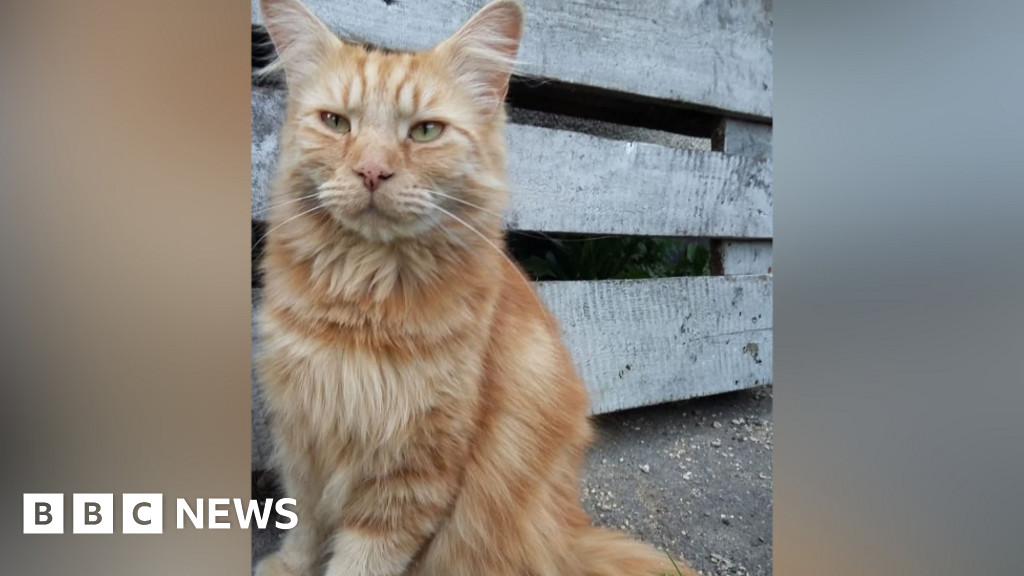 Why Cat Owners Want Drivers to Report Road Collisions After a 189,000 Signature Petition