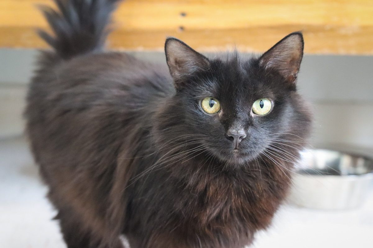 Black Cats Are Losing Their Bad Luck Reputation, and More Americans Say They’d Stop to Pet One