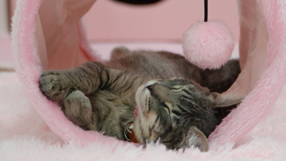Denton’s first cat cafe is open, and most adoptions come with one extra rule
