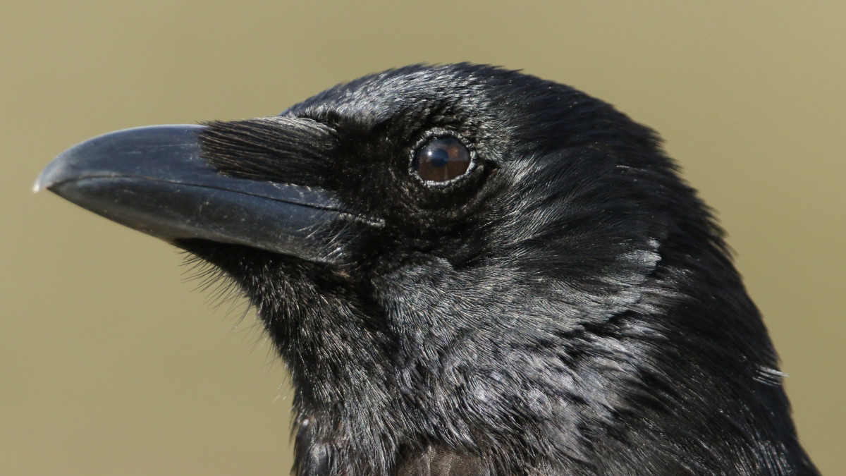 Two Crows Took a Test Built for Humans and Monkeys. They Answered in 235 Milliseconds