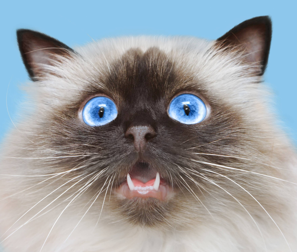 That Tiny Tooth Is the Punchline: HeiHei the Blue Eyed Cat Nails the 'You Can See Everything' Trend