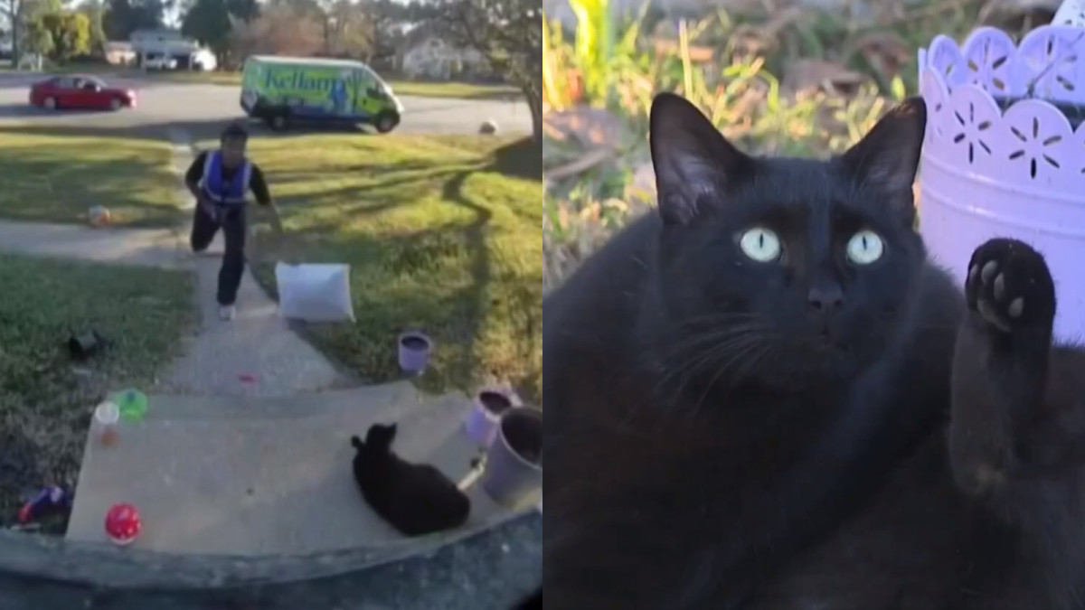 The delivery driver in Opie’s viral porch cat video came back. His apology only sharpened the question