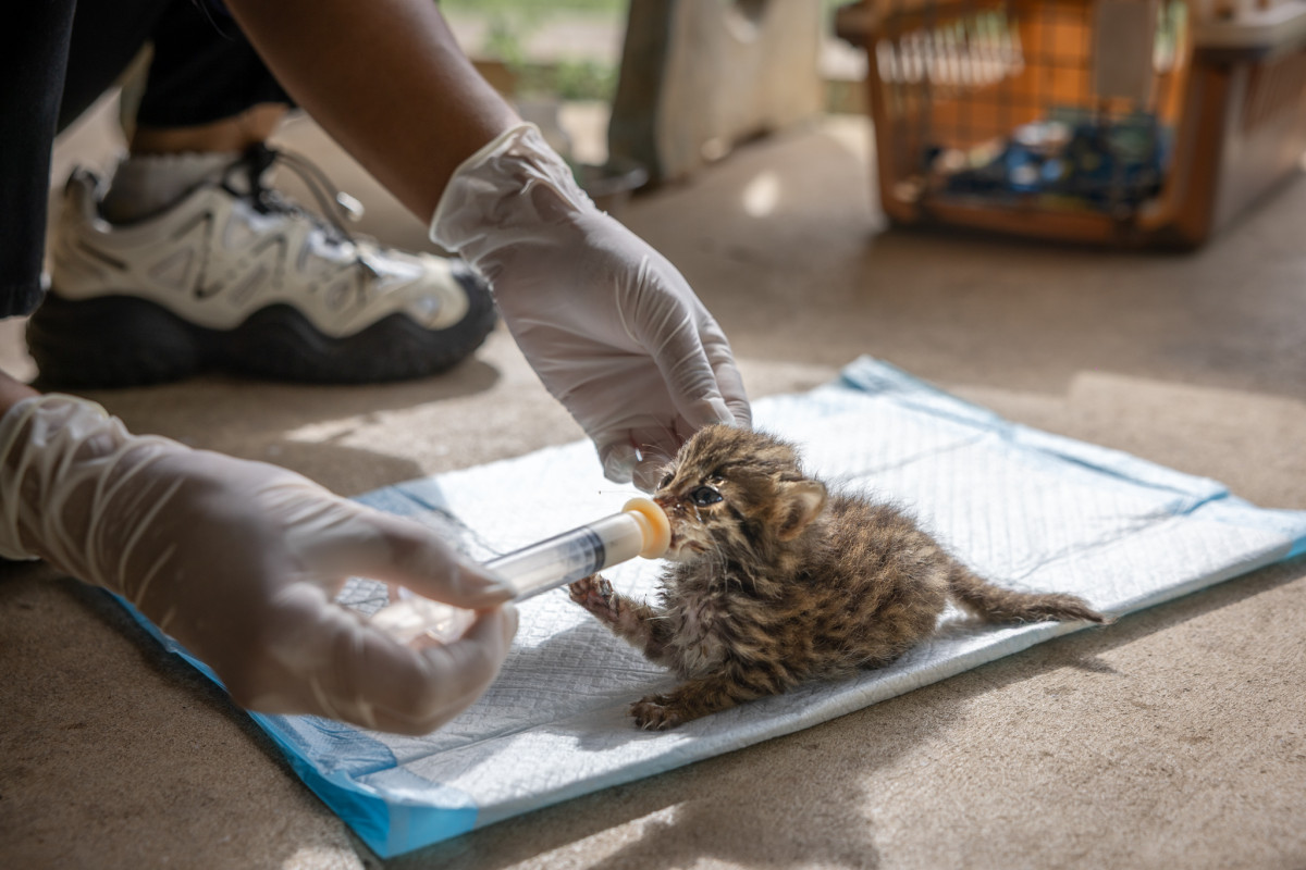What a Chick Can Reveal About Thailand's Rescued Leopard Cat Cubs Returning to the Wild