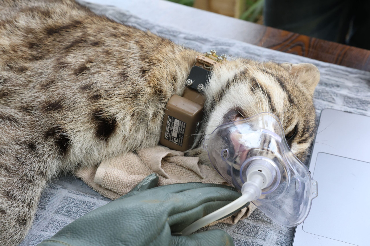 Why a Rescued Fishing Cat Went Back to the Wild Wearing a Satellite Collar in Bangladesh