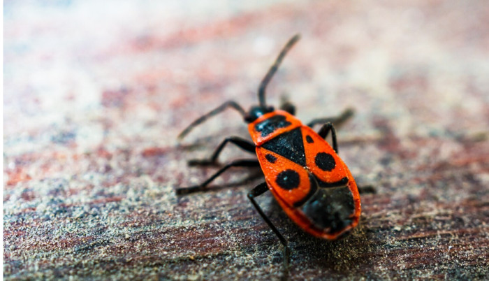 6. Assassin bugs: ~10,000