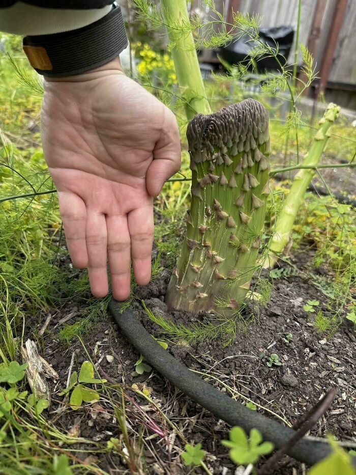 "Fasciated Asparagus, One Week Update"