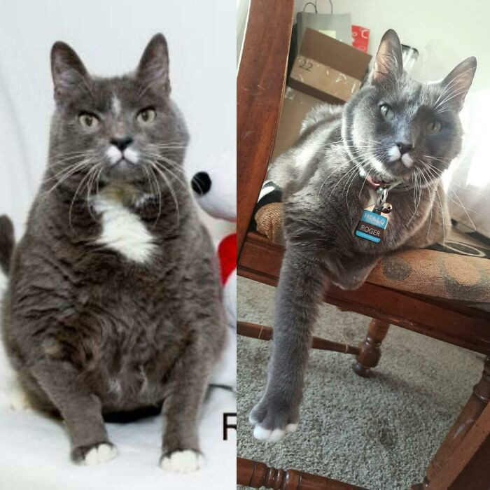 "My Cousin Saw This 20lb Senior Cat Available For Adoption. After A Year Of Love, Dieting, And Proper Veterinary Care, Roger Has Lost 5+ Pounds. He's Still A Big Boy But He's Happy And Active"