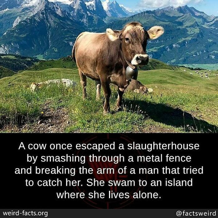 60. A cow broke free from a slaughterhouse to live out her days alone on an island