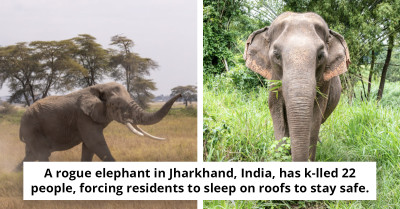 Rampaging elephant kills 22 and leaves residents sleeping on their rooftops as search for animal continues