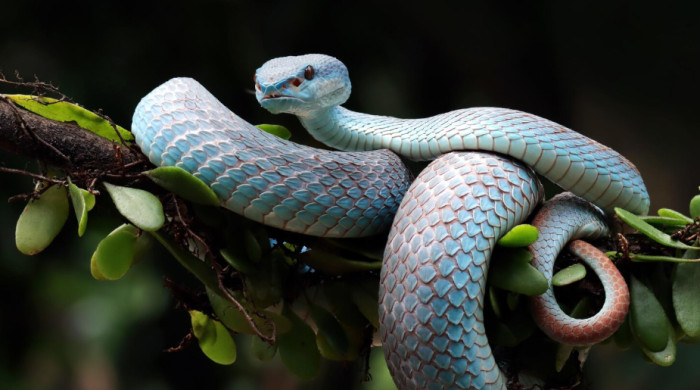 Snakes, Dogs, and the Killers Nobody Expects
