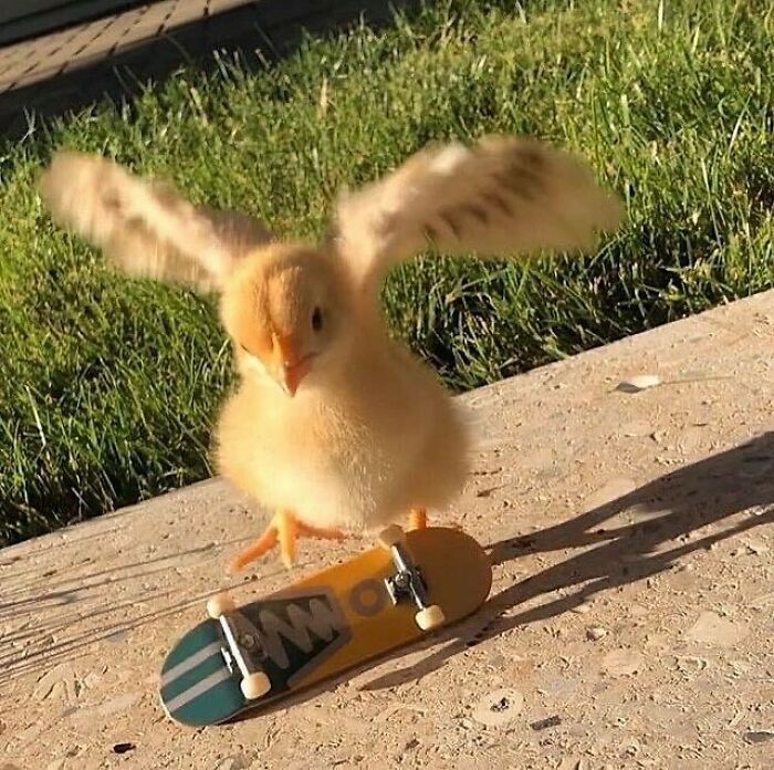 29. Chick Skating