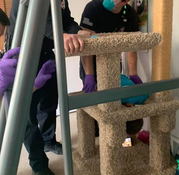 7. “Caller called because they got their head stuck in a cat tree.”