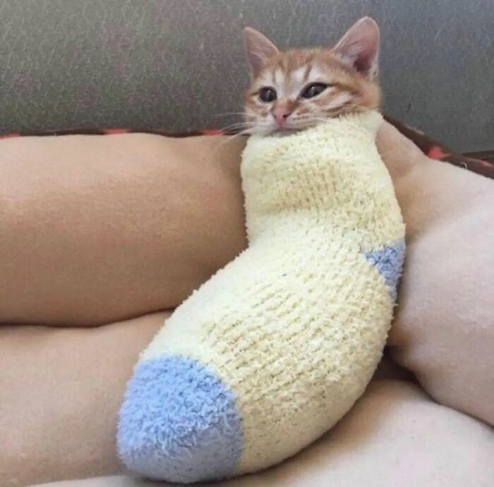 12. Sock kitten