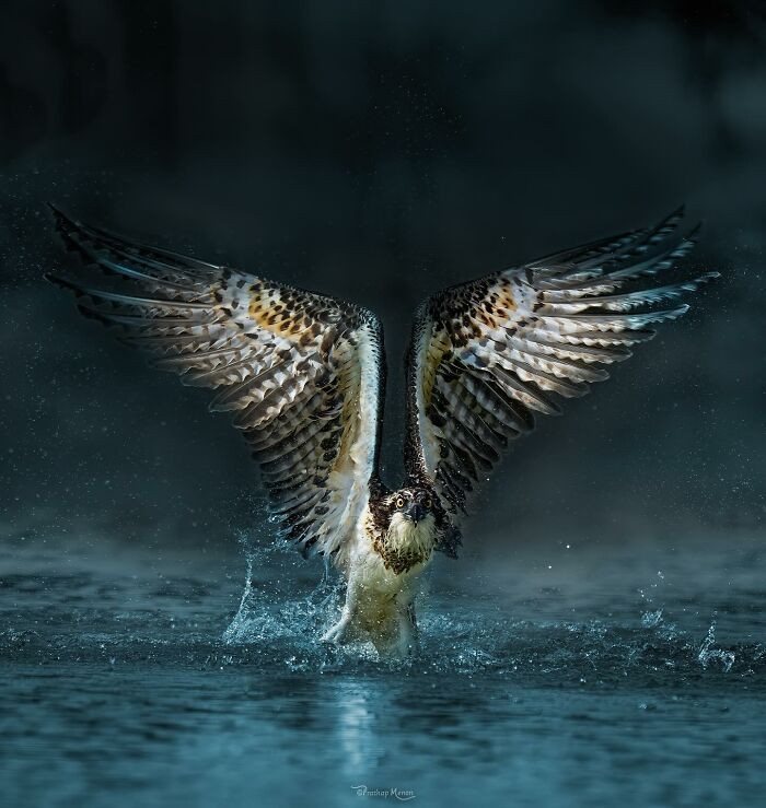 Osprey Takes Off After A Dive