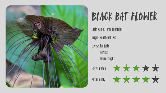 Black Bat Flower (Tacca Chantrieri)