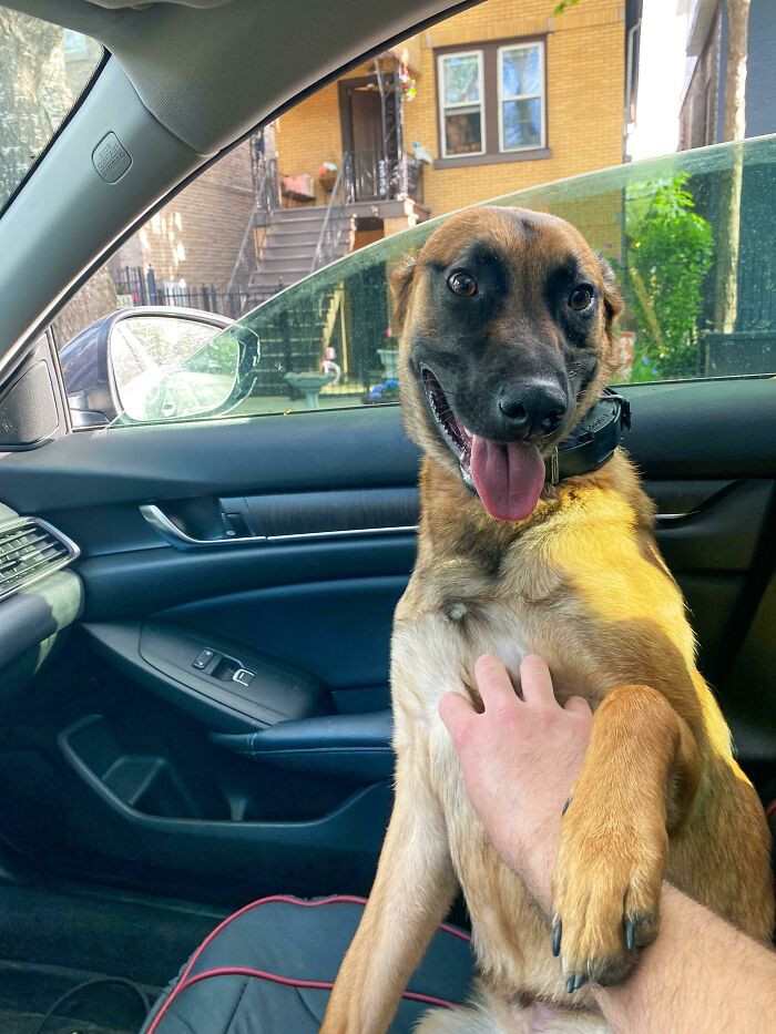 "Rescued Him At 8 Weeks But In Reality He Rescued Me And Has Been My Best Friend Throughout This Pandemic. Whole Lotta Love For My 18 Month Old Goober"