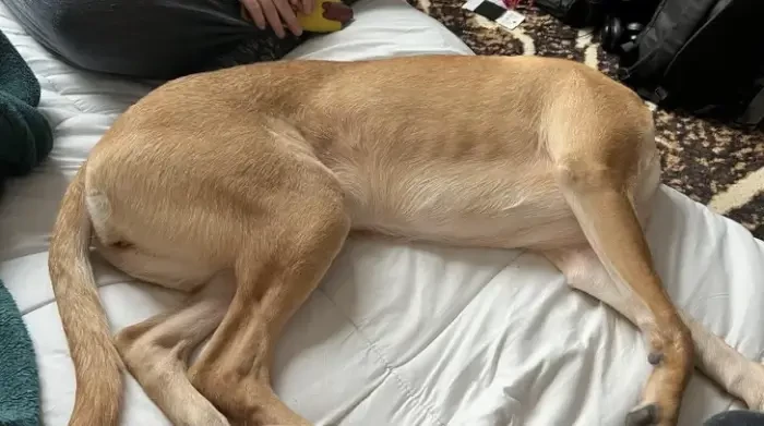 17. The owner swears that his dog didn't lose its head.