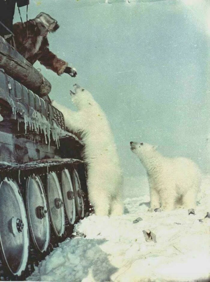"Soviet Soldiers Feeding A Polar Bear From Their Tank, 1950"