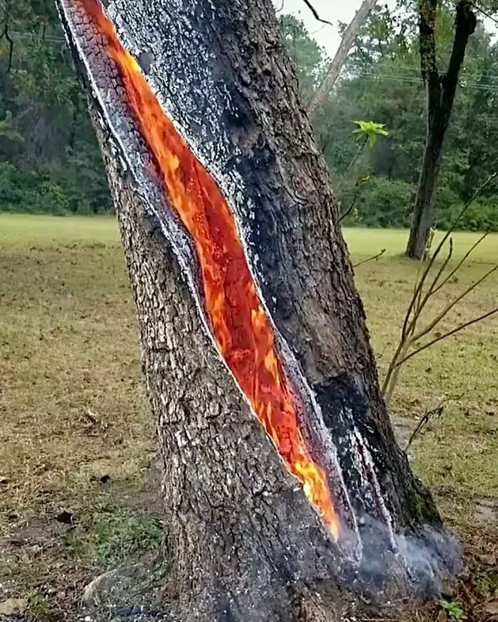 29. Lightning strikes can cause trees to explode due to extreme heat and internal pressure, which is five times hotter than the sun.