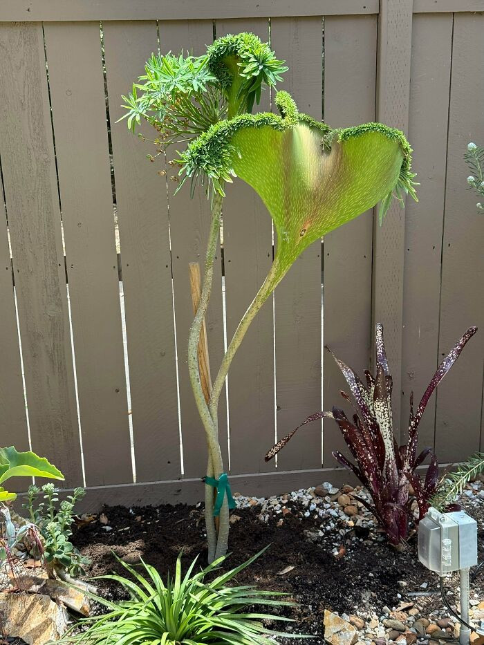 "Euphorbia Lambii In My Collection"