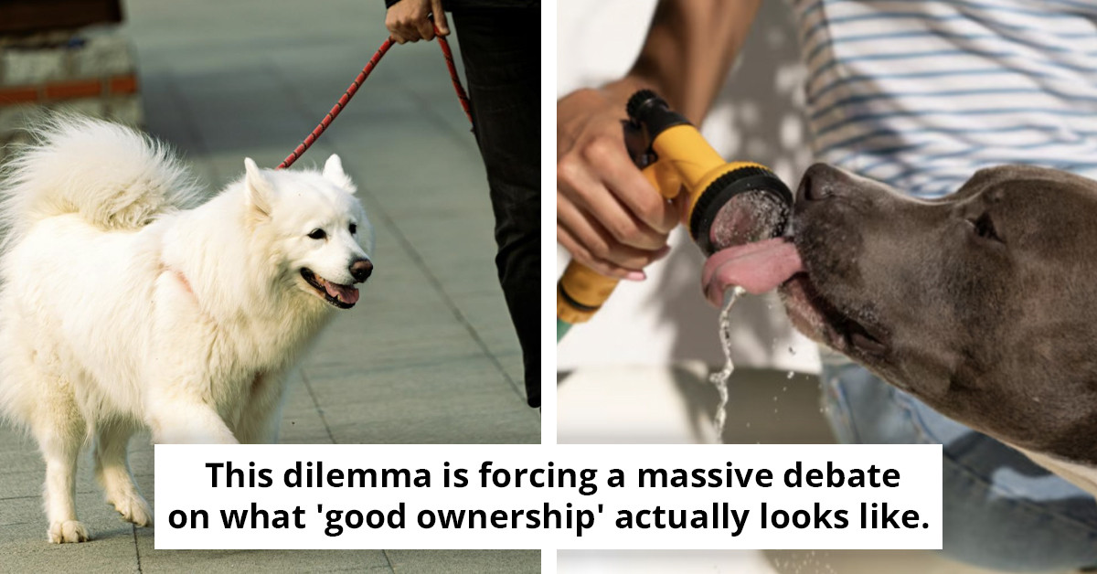 When Walking Your Dog Becomes Too Dangerous