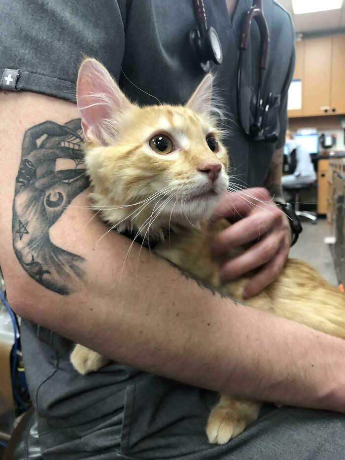 46. It Looks Like My Coworker’s Tattoo Is Petting The Kitten