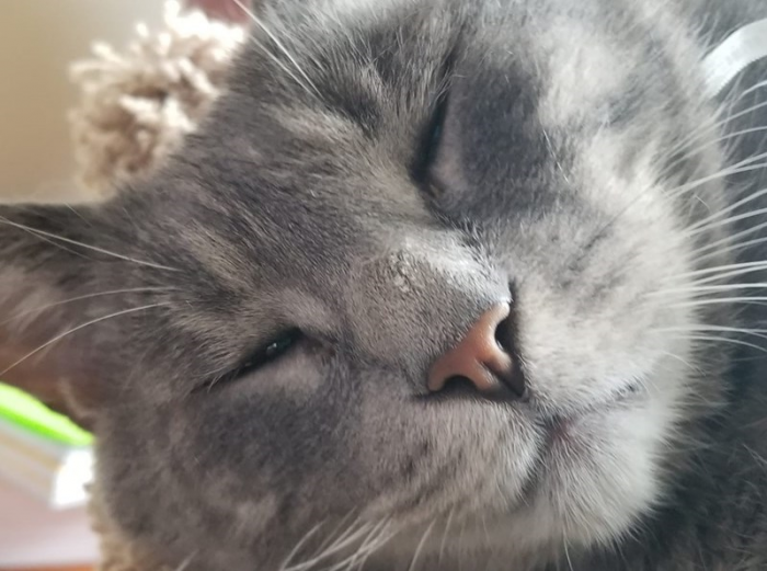 18. Do you remember a few pictures up the Sam who wasn't fond of pooping? Here's another, entirely different but entirely fascinating cat named Sam!