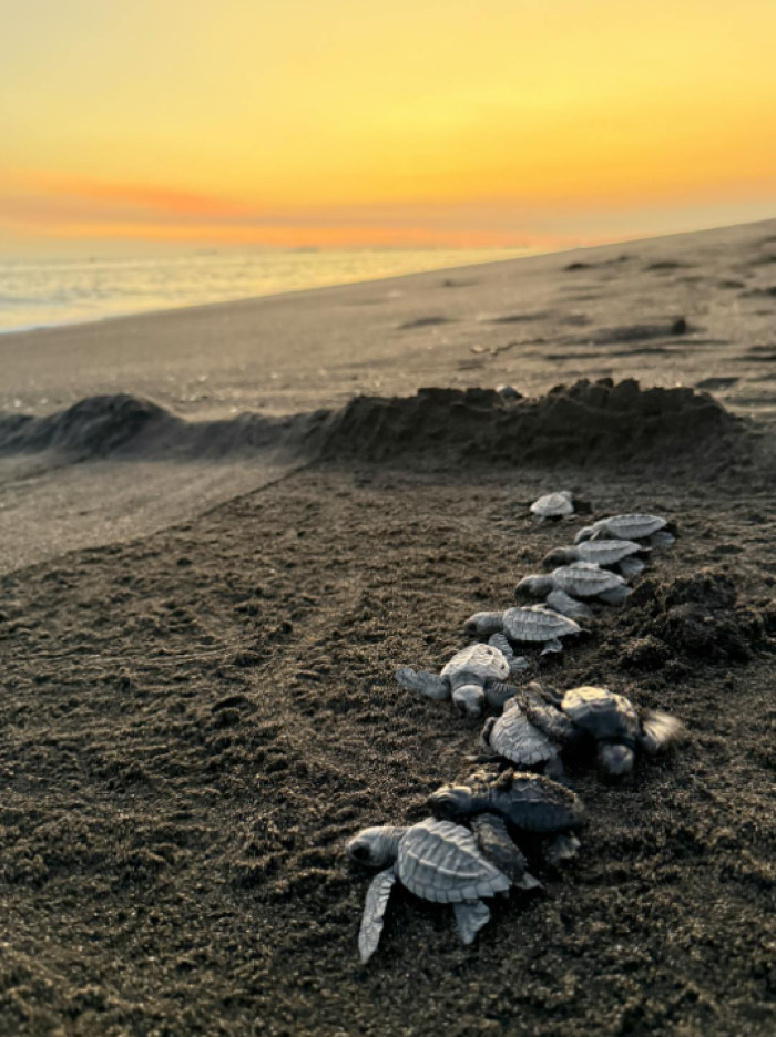 Sea Turtles, Arribadas, and the Real National Animal