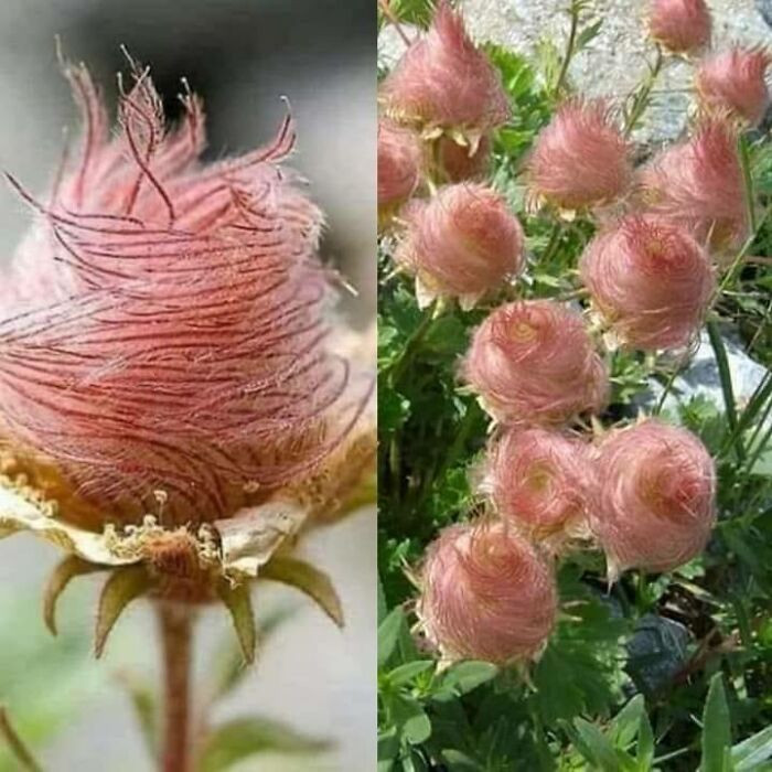25. Prairie smoke flowers (Geum triflorum) will make you crave cotton candy!