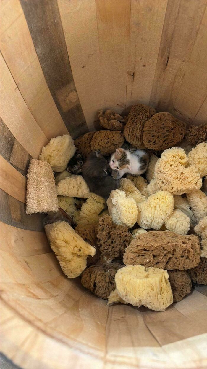 "How many kitties are in the sponge barrel?"