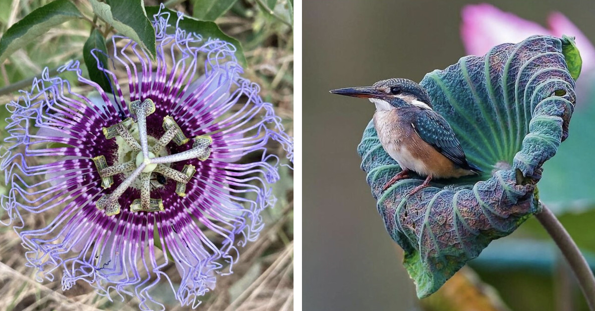 50 Times The Internet Provided Answers To Clueless People Sharing Unpopular Plants