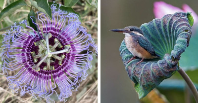 50 Times The Internet Provided Answers To Clueless People Sharing Unpopular Plants
