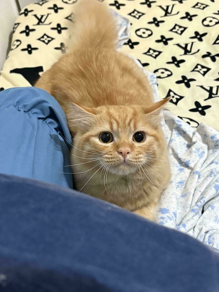 "I Made A Mistake By Making Eye Contact With My Cat. Now I’m Being Pounced On"