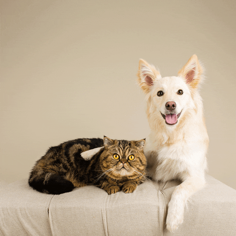 Many people get through difficult times with just their pets for support