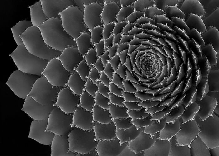 “Succulent Spiral” By Donald Bolak