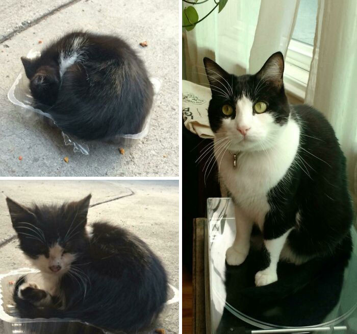 "Some Wonderful Soul Found This Little Guy On The Street Cuddled Up In A Plastic Container"