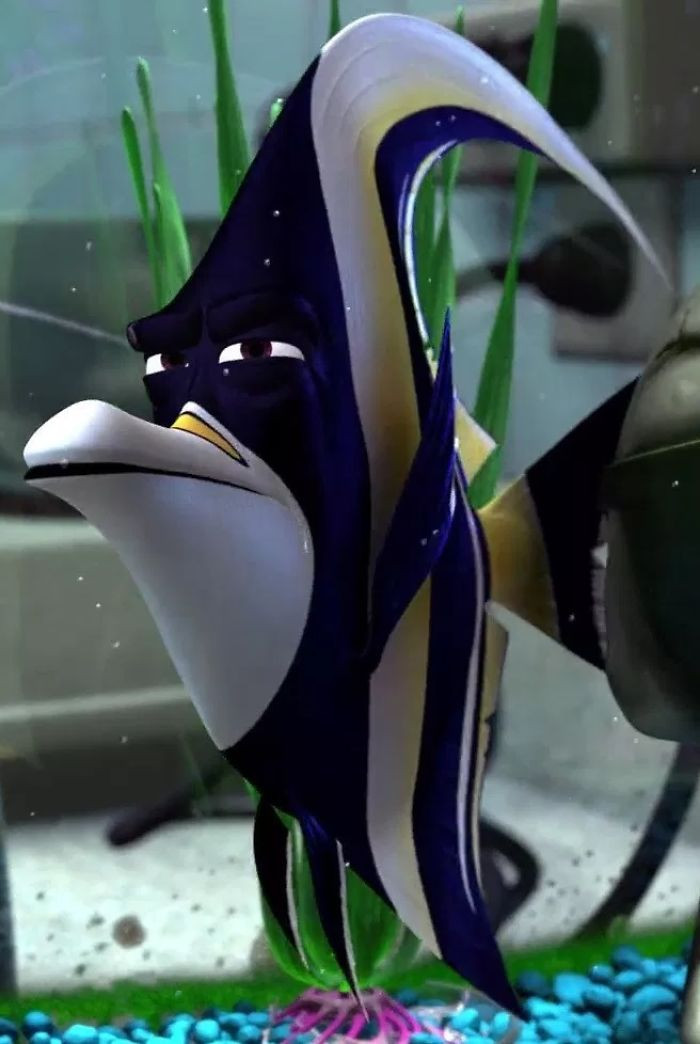 12. In Finding Nemo (2003), Gill Is A Moorish Idol. This Species Is Known To Not Handle Captivity Well, So Him Being The One Who Constantly Comes Up With Escape Plans Makes Sense