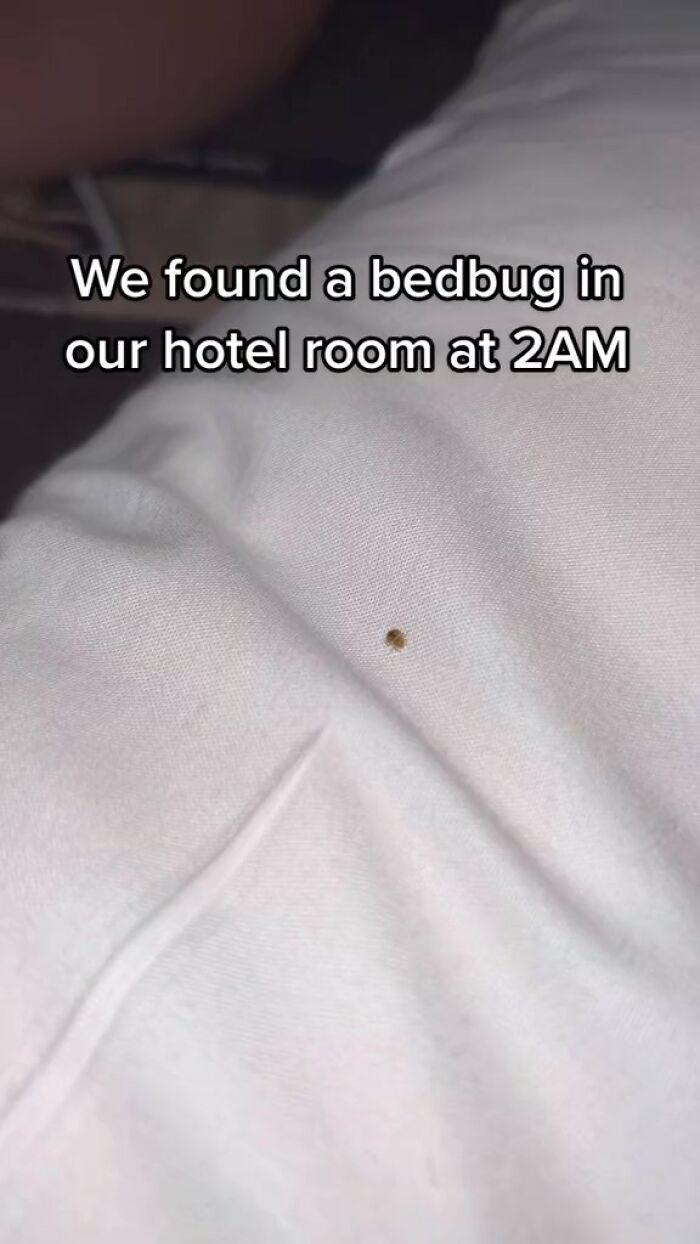After Georgina checked into the hotel, her relative discovered a bug in the bed