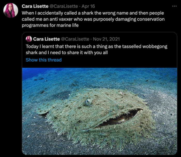 Misidentified Shark Leads to False Accusations of Anti-Vaxxer Sabotaging Marine Conservation Efforts