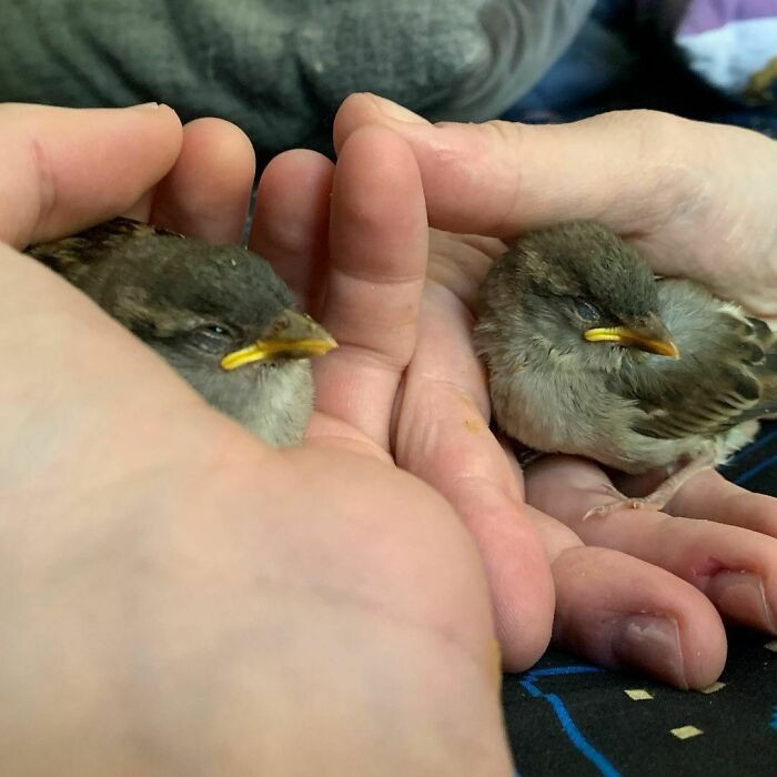 "You Have Entered Real Sleepy Sparrow Hours"