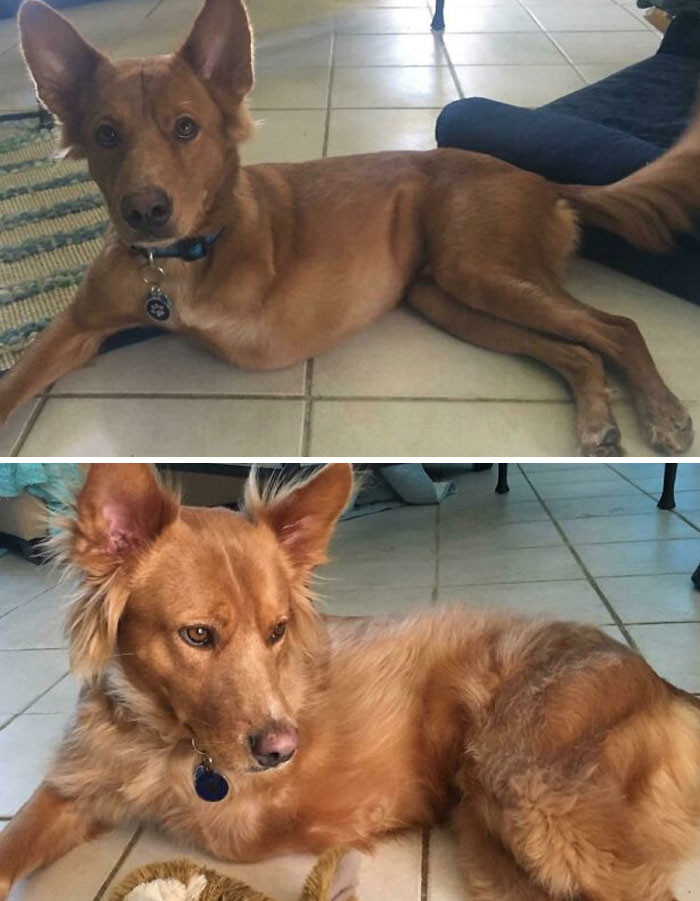 "Adopted Him 5 Months Ago. Never Expected This Fluffy Transformation, But It's Glorious"