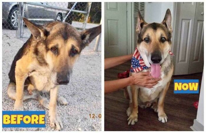"This Is Jake. We Adopted Him In January And He Is A Senior. All It Took Was Some Love (And Many Belly Rubs) And I’m Happy To Say He’s Finally Living The Life He Always Deserved"