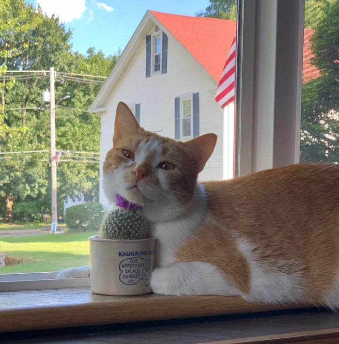34. My dad bought a cactus to discourage Mingus from getting on the counter. Here's Mingus with the cactus. (Photo by my dad.)