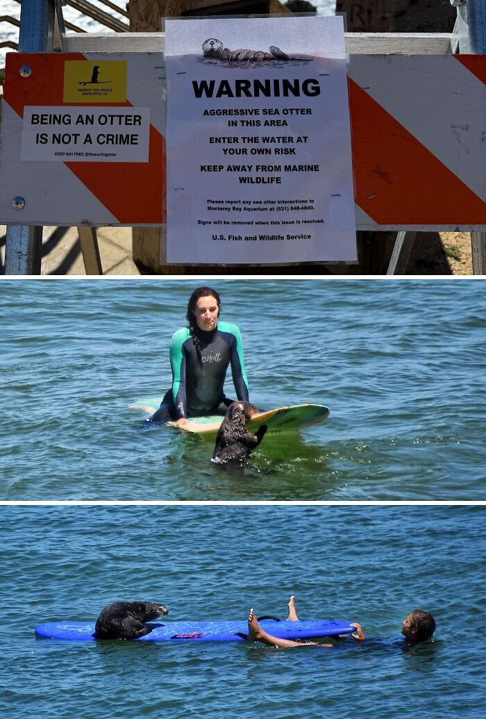 "An Aggressive Sea Otter Is Seen Going After Surfers, Biting Them, And Hijacking Their Surfboards In Santa Cruz, California"