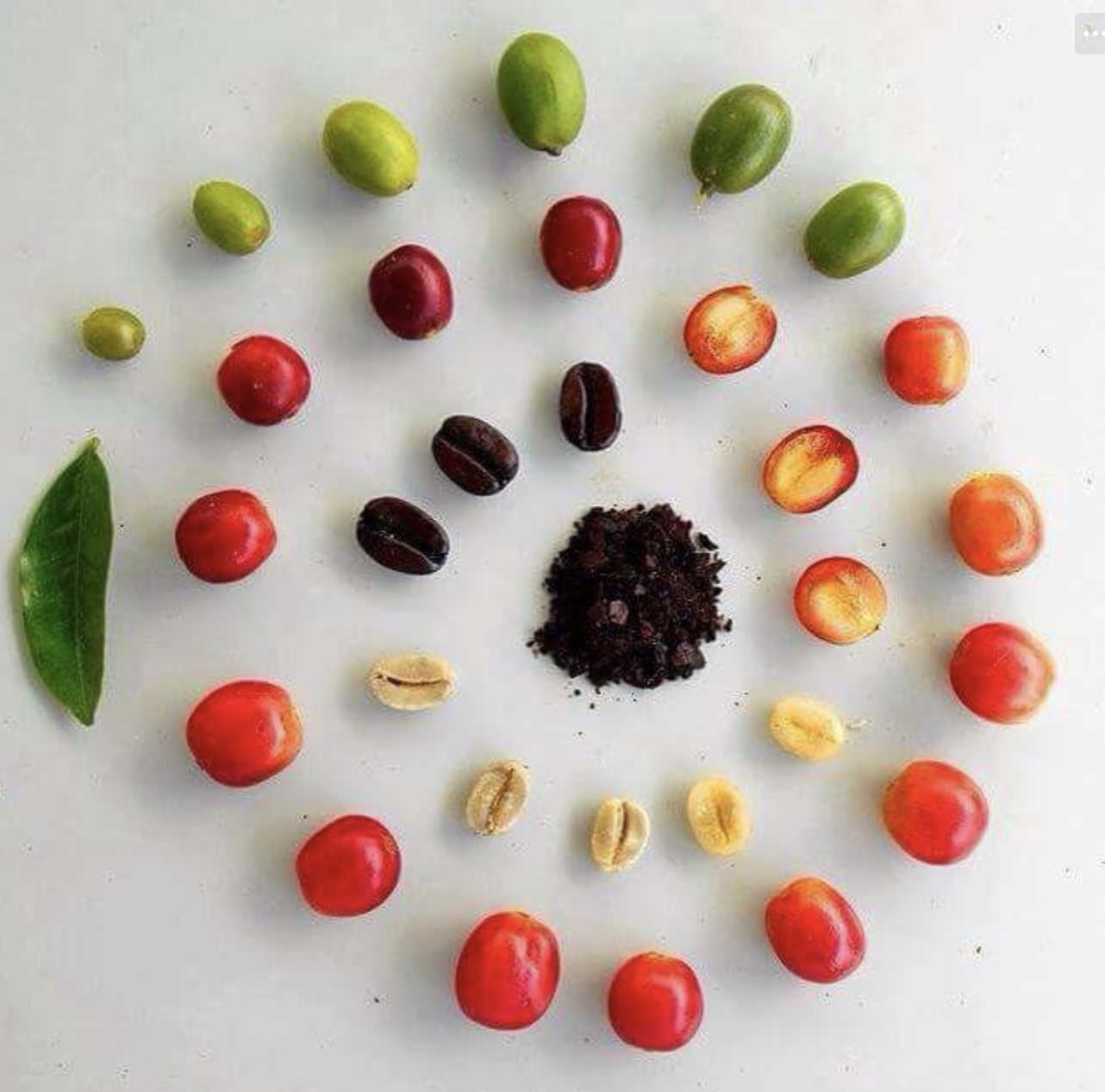 14. Coffee - grounds or beans stored inside the fridge can absorb the aromas inside because they are natural deodorizers.