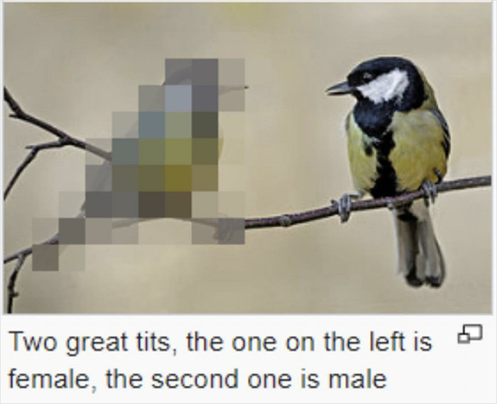 9. A pixelated peekaboo