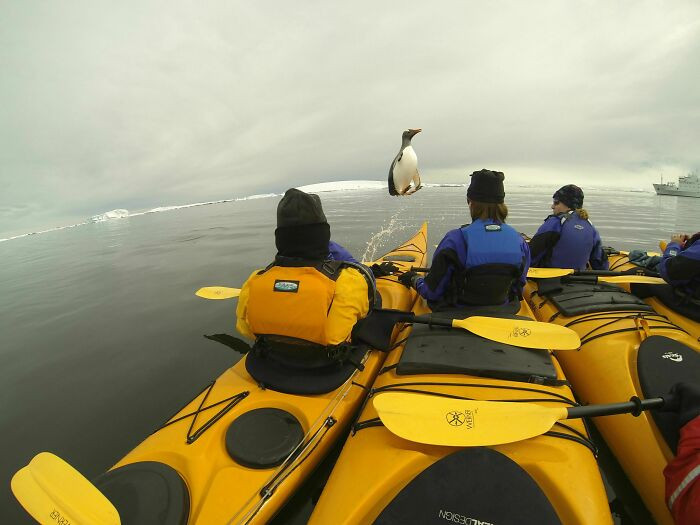"One Of The Kayakers On My Recent Trip To Antarctica Caught A Penguin Jumping Into Their Group"